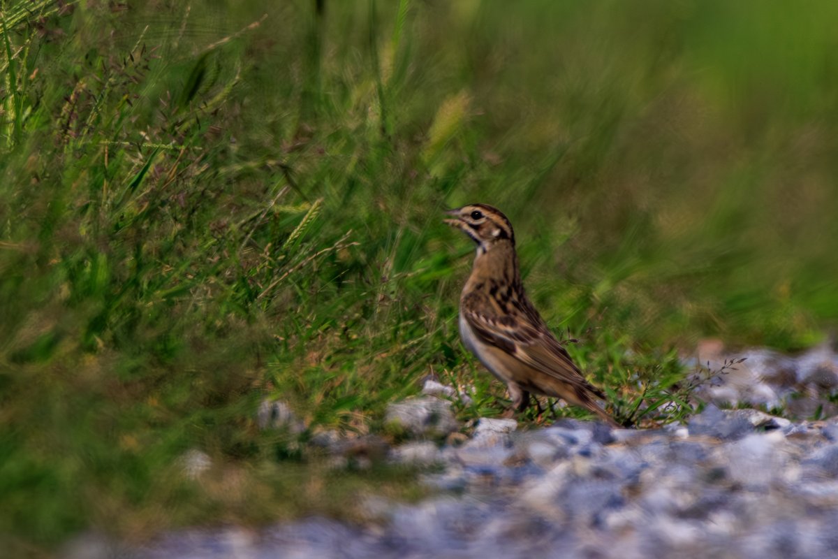 Lark Sparrow