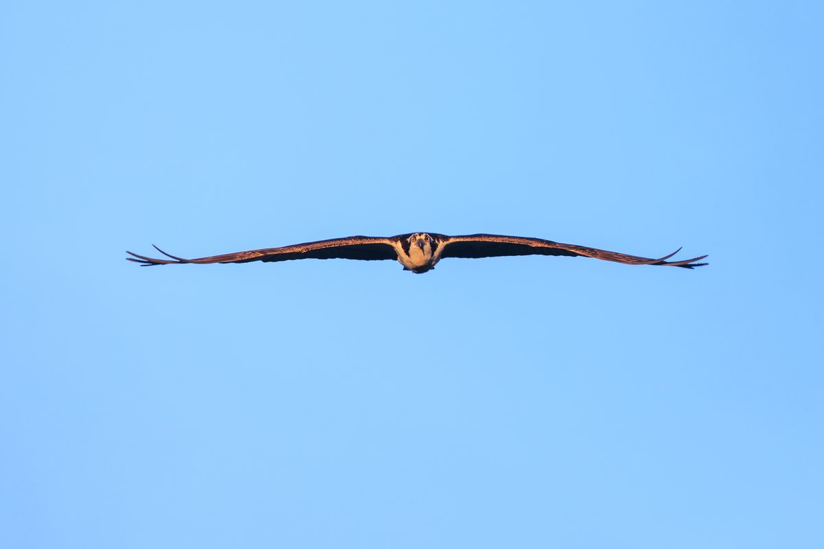 Osprey