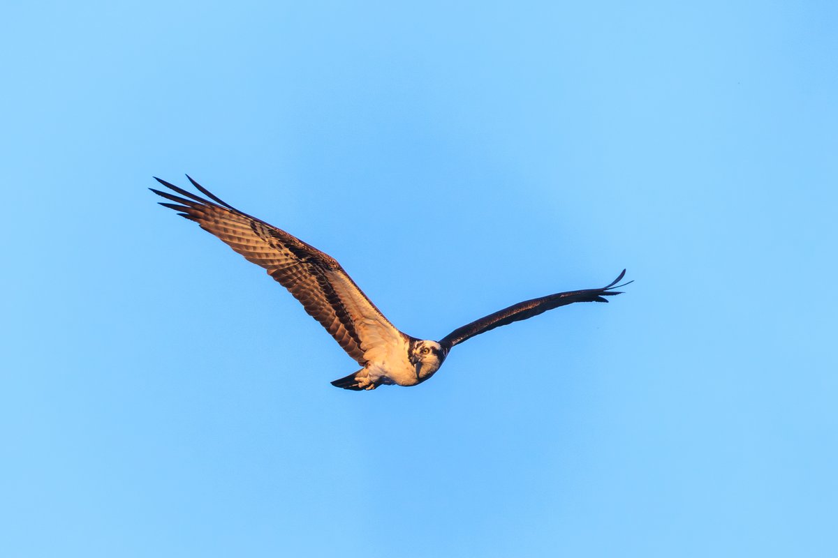 Osprey
