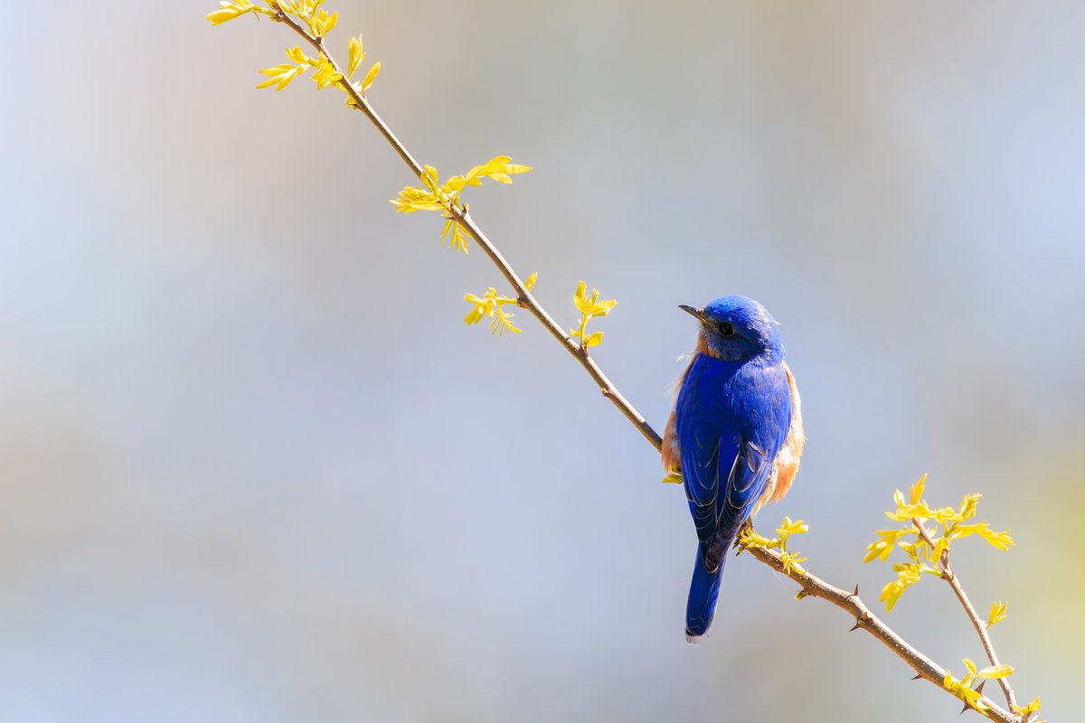 Eastern Bluebird