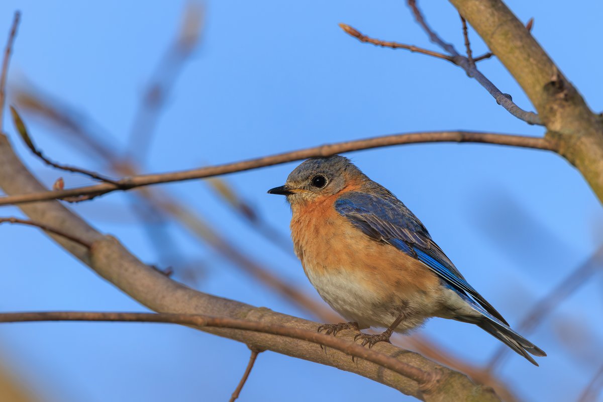 Eastern Bluebird