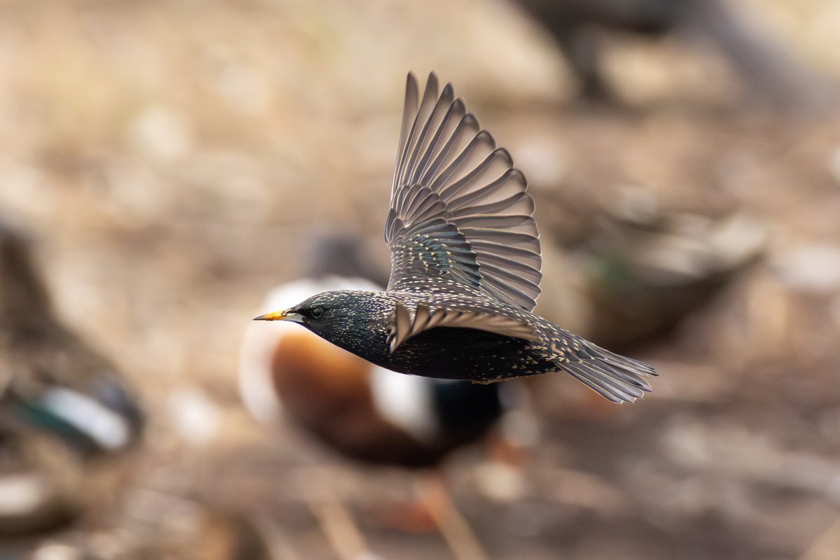European Starling