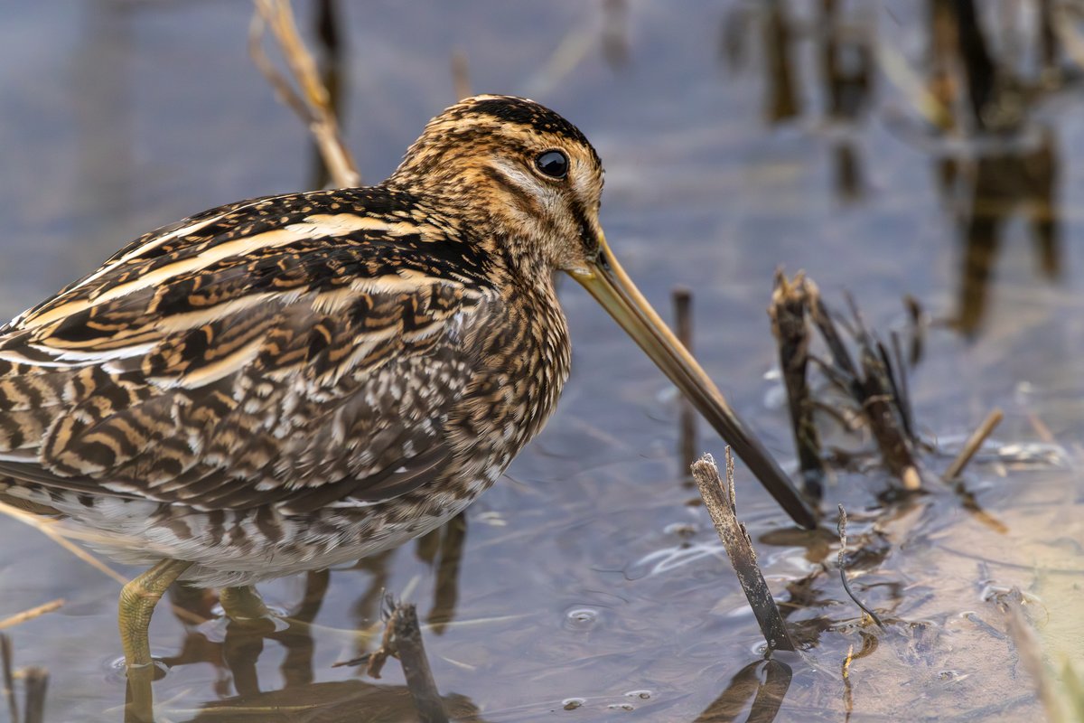 Common Snipe