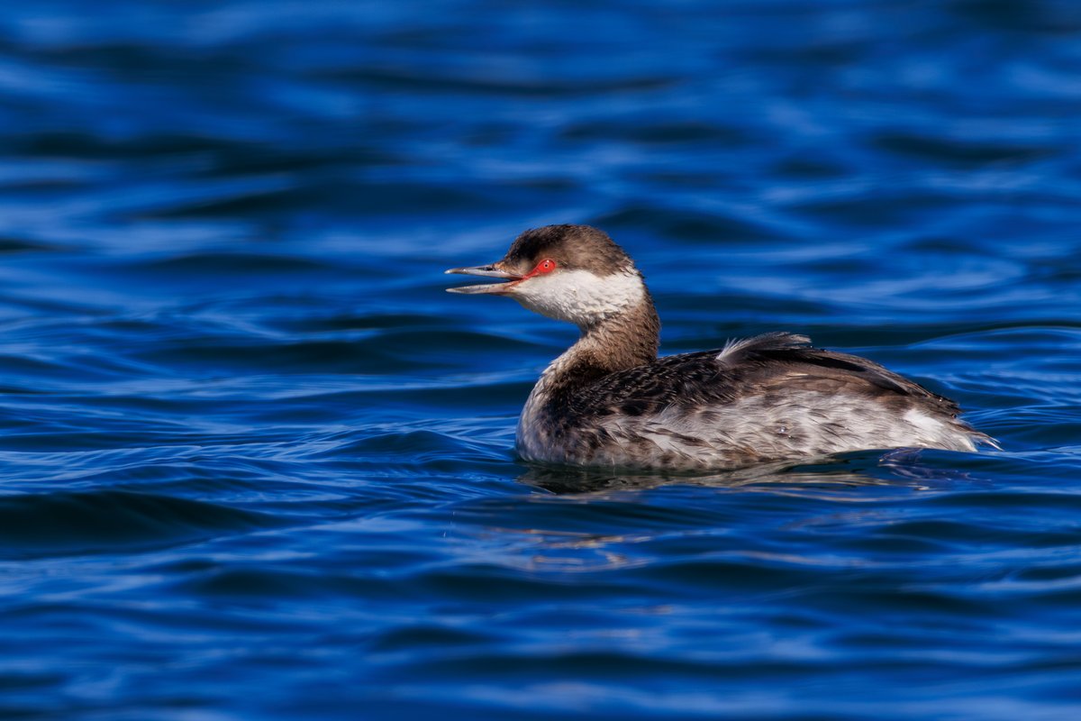 Horned Grebe