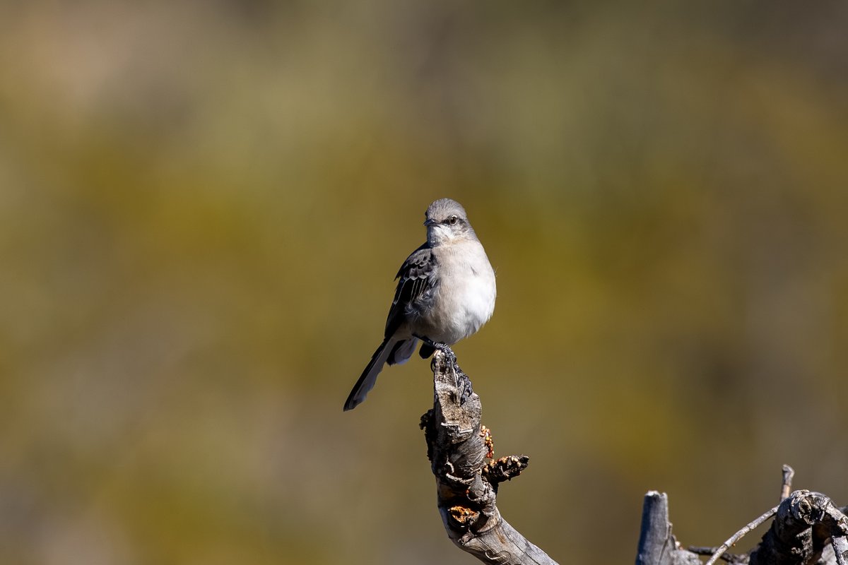 Northern Mockingbird
