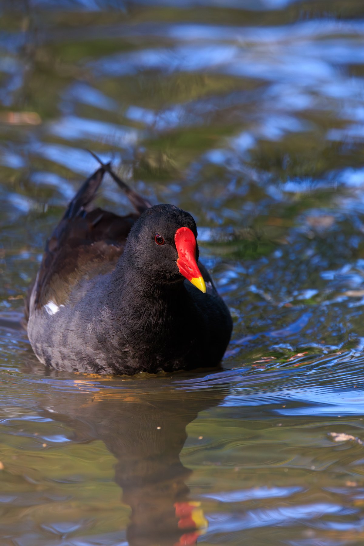 Common Moorhen