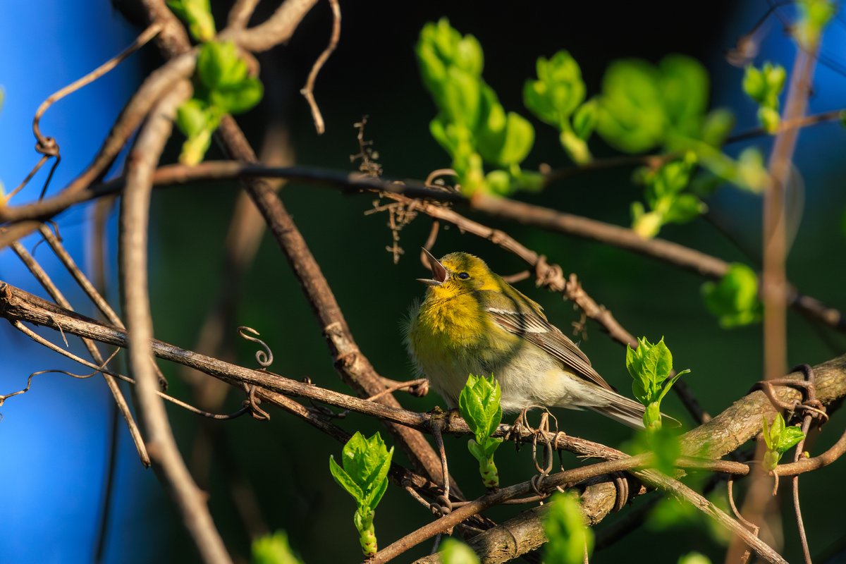 Pine Warbler
