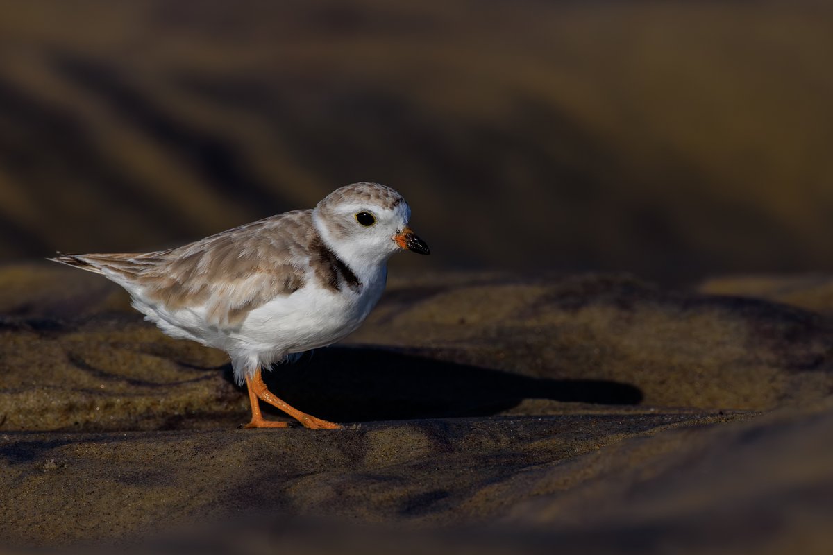 Piping Plover