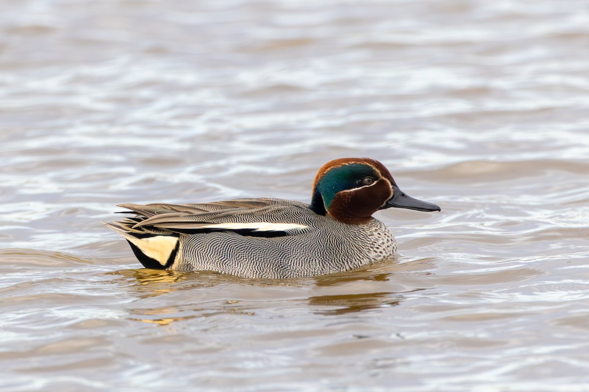 Green-winged Teal