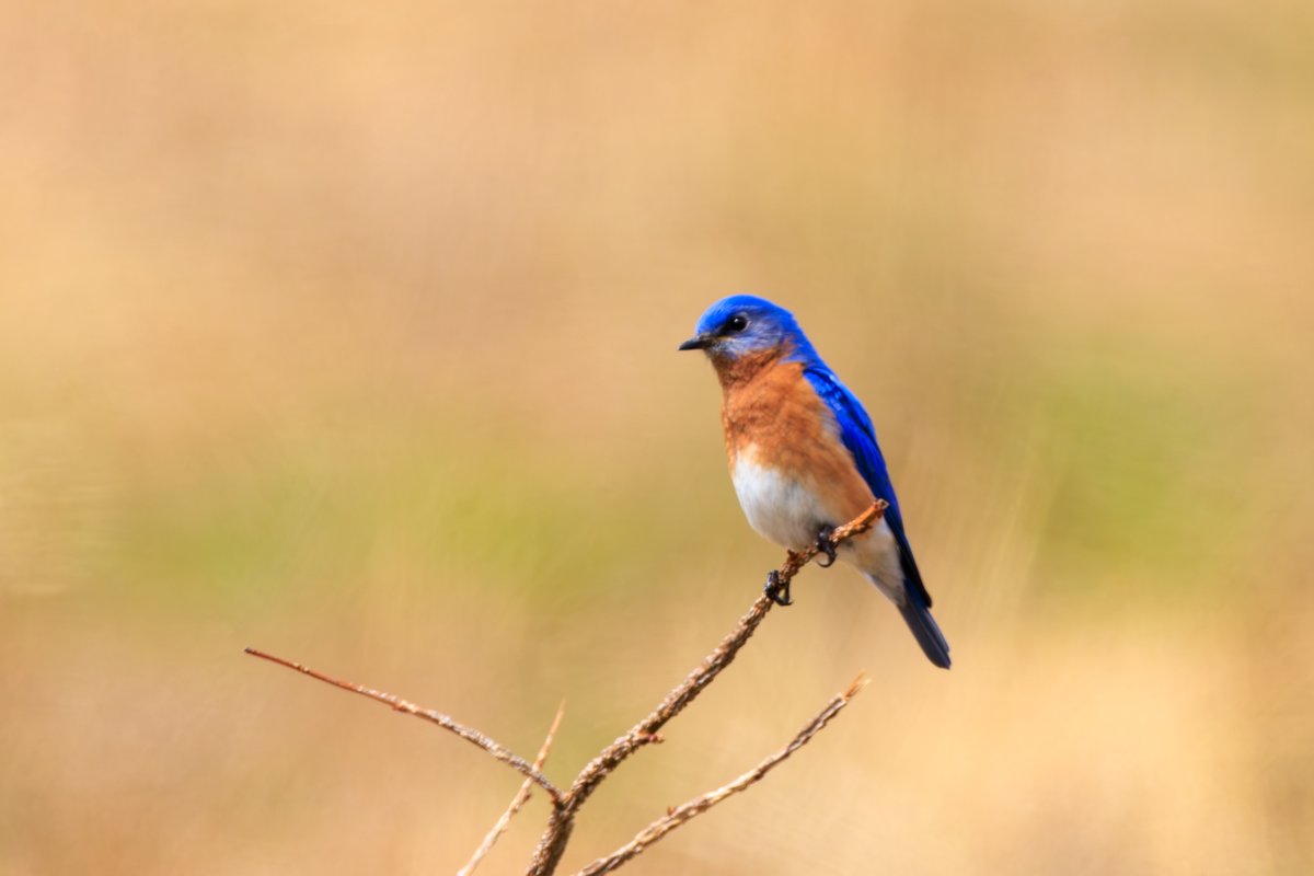 Eastern Bluebird