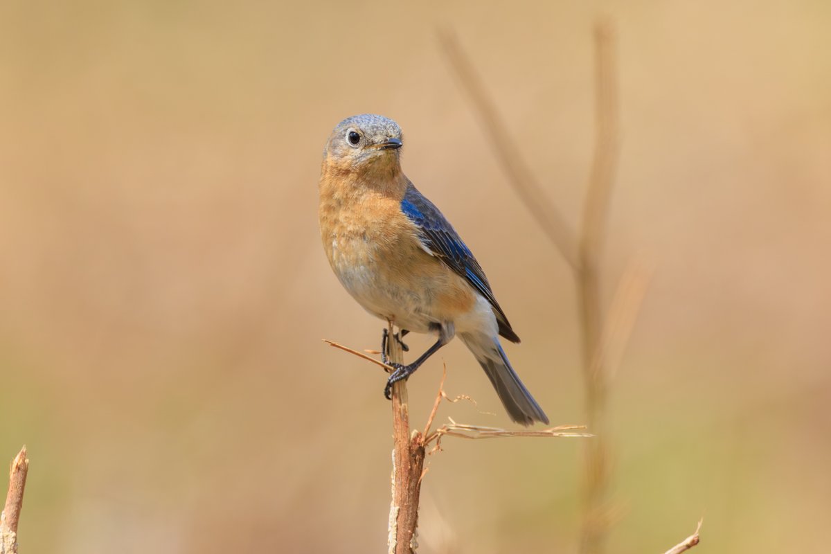 Eastern Bluebird