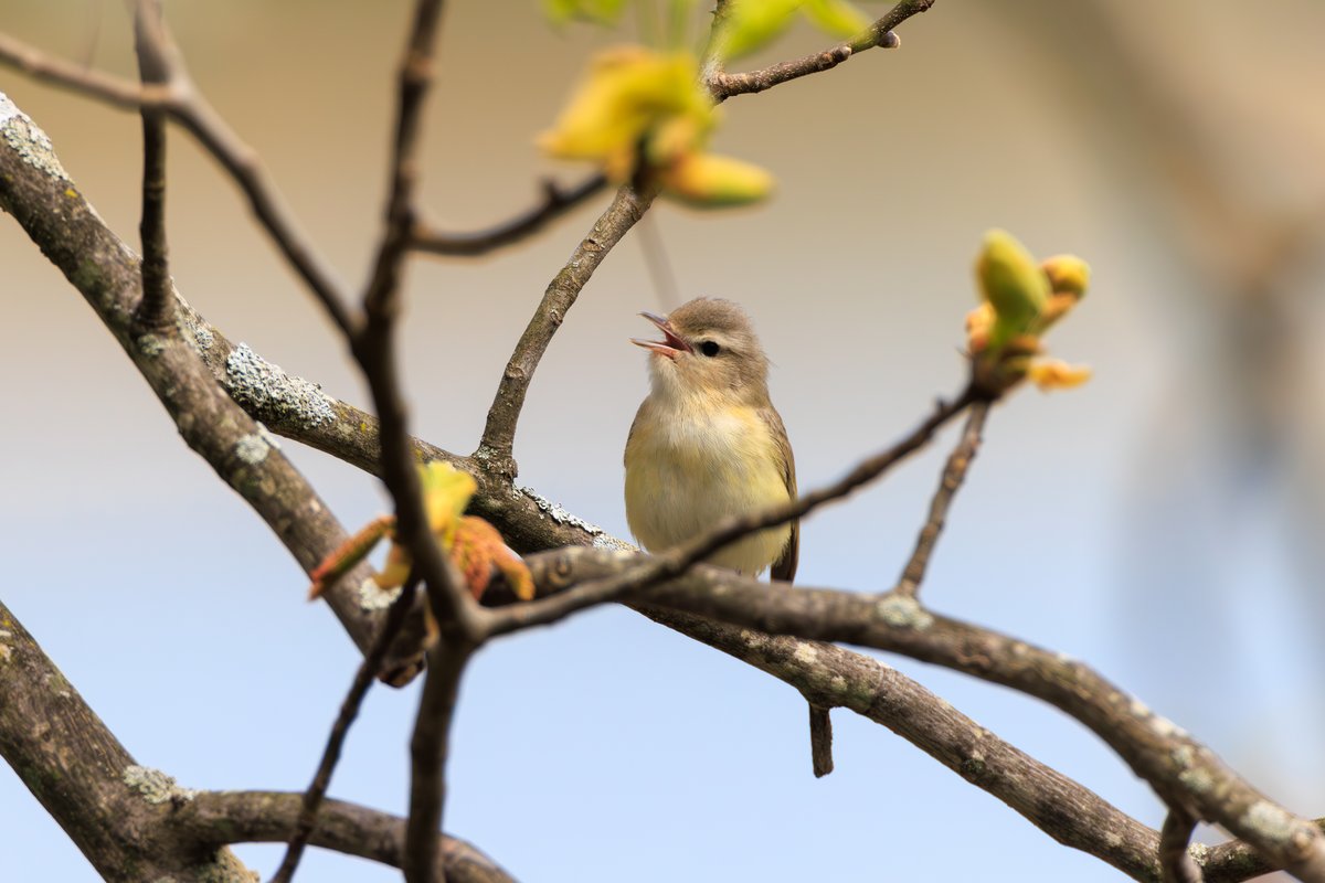 Eastern Warbling Vireo