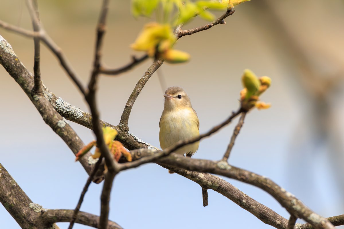 Eastern Warbling Vireo
