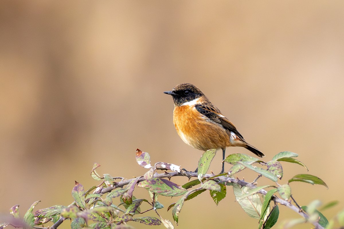 European Stonechat