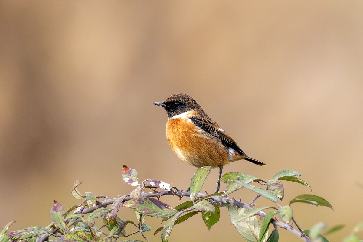 European Stonechat