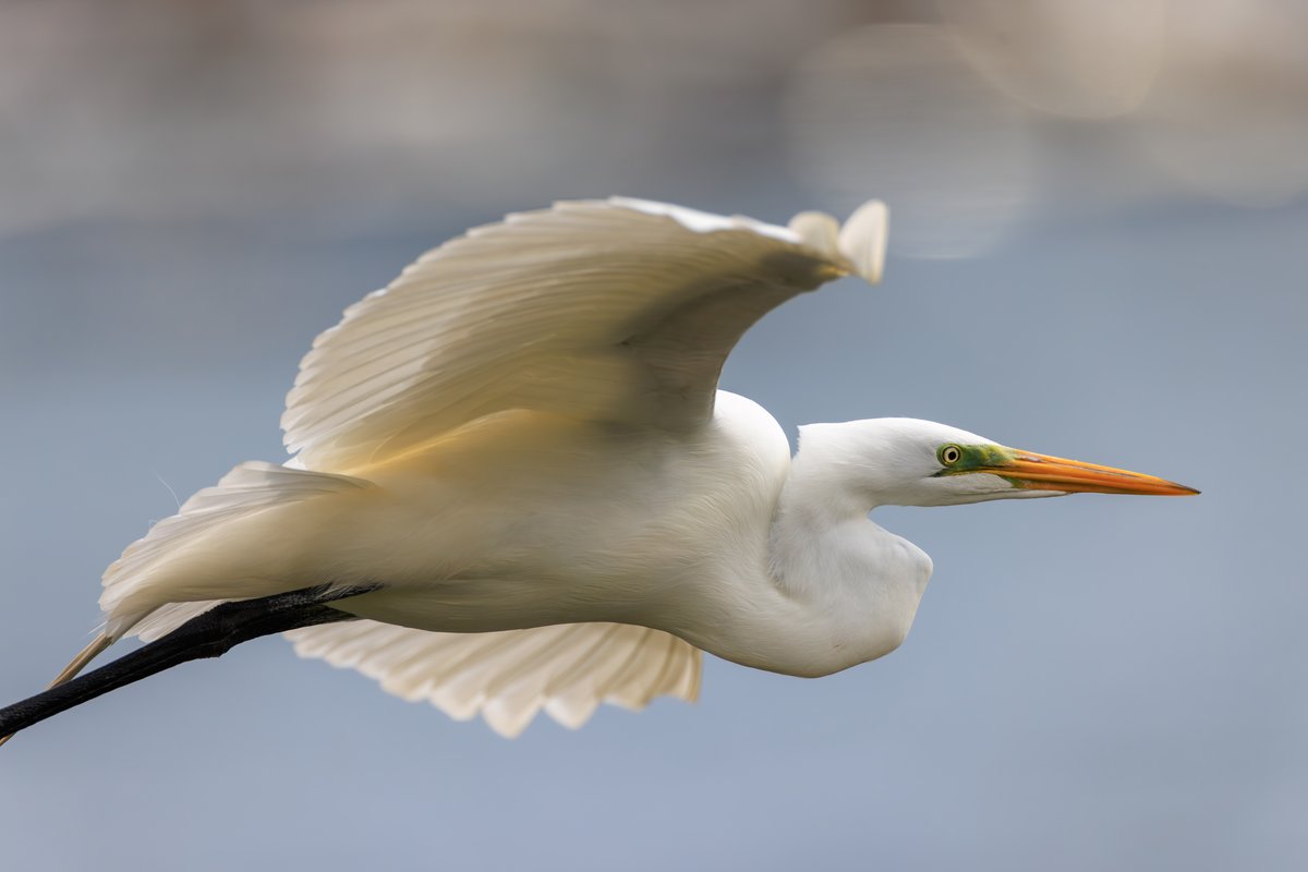 Great Egret