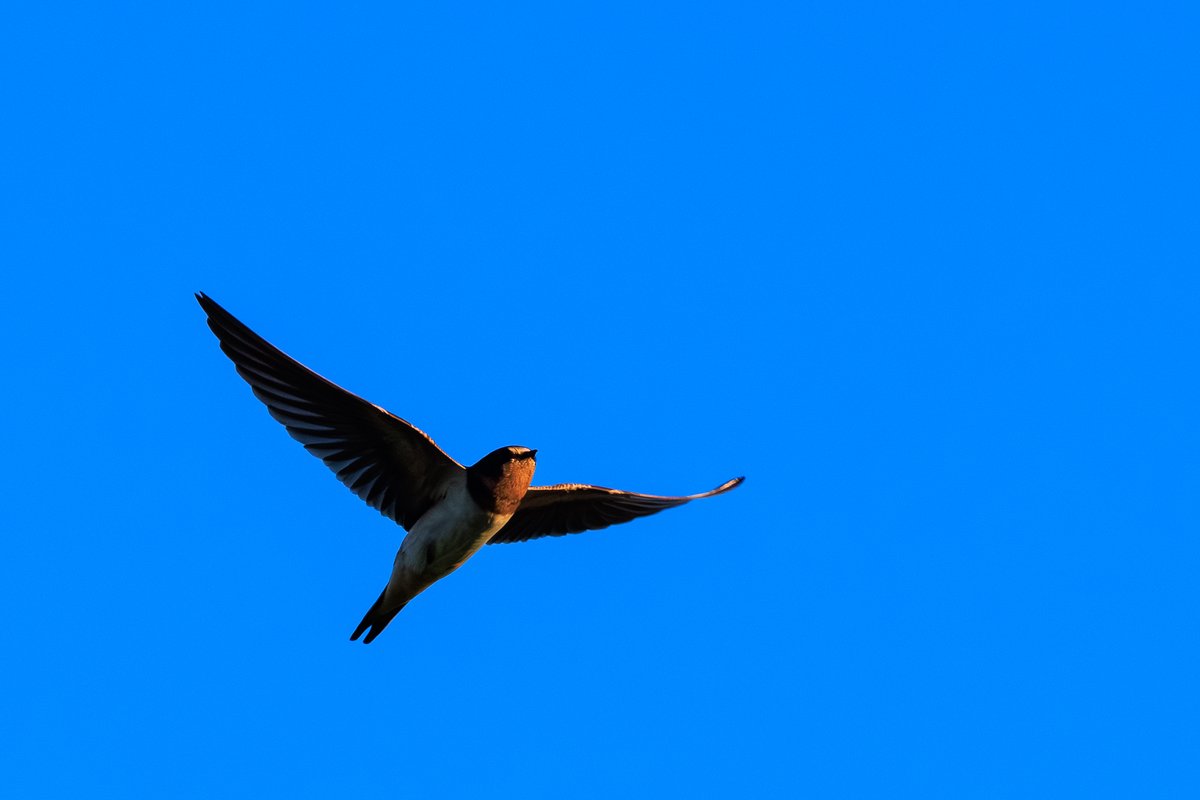 Barn Swallow