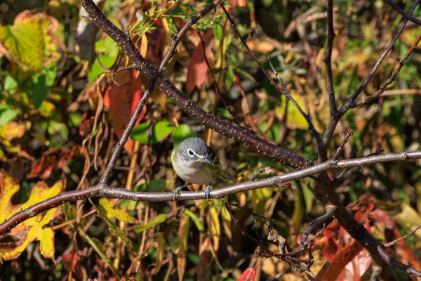 Blue-headed Vireo