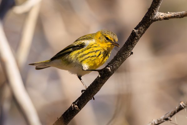 Cape May Warbler