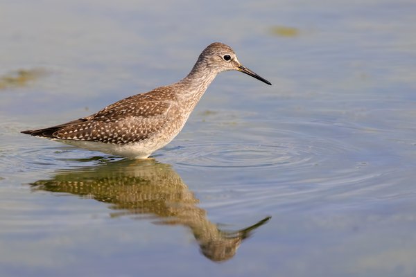 Lesser Yellowlegs