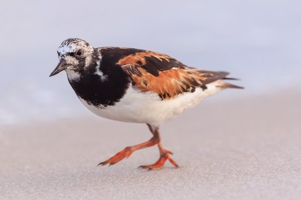 Ruddy Turnstone