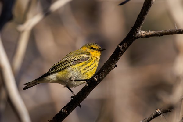 Cape May Warbler