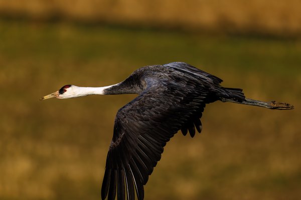 White-naped Crane