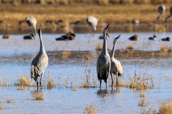Sandhill Crane