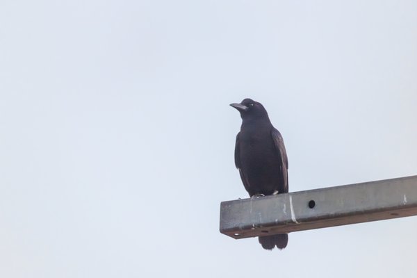 Carrion Crow