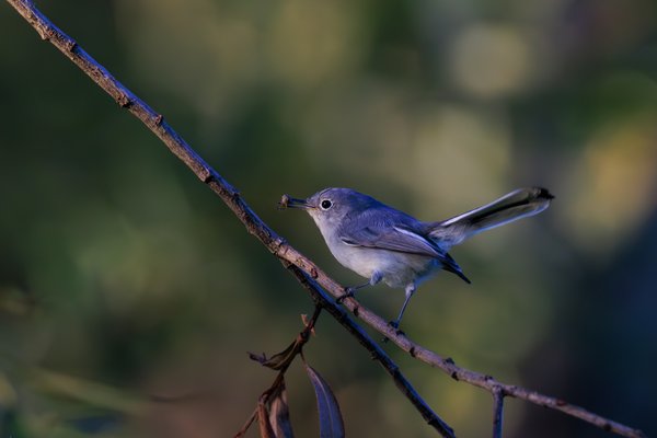 Blue-gray Gnatcatcher