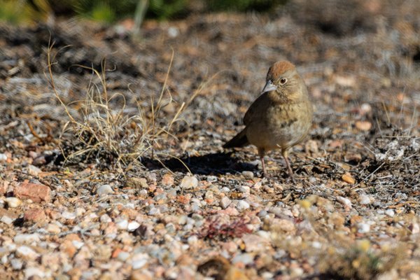 Canyon Towhee