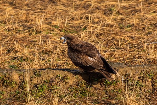 Black Kite