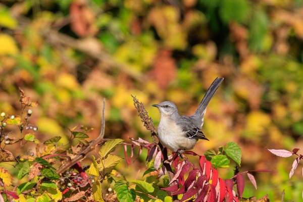 Northern Mockingbird