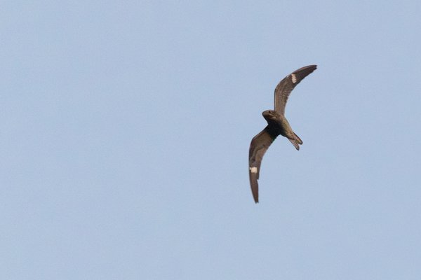 Common Nighthawk