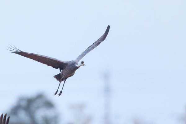 White-naped Crane