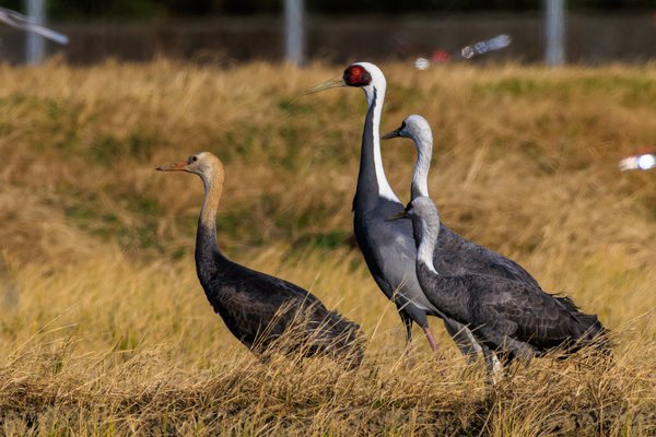 White-naped Crane