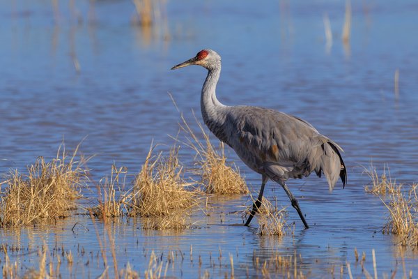 Sandhill Crane