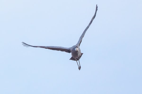 Sandhill Crane