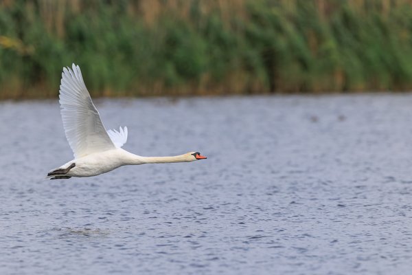 Mute Swan