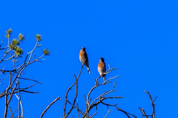 Western Bluebird