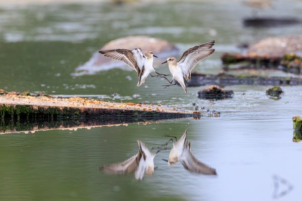 Semipalmated Sandpiper