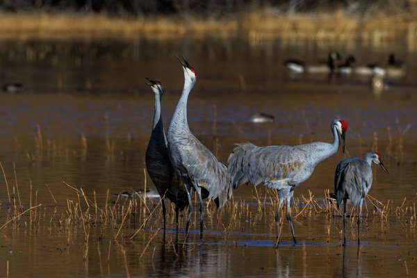 Sandhill Crane