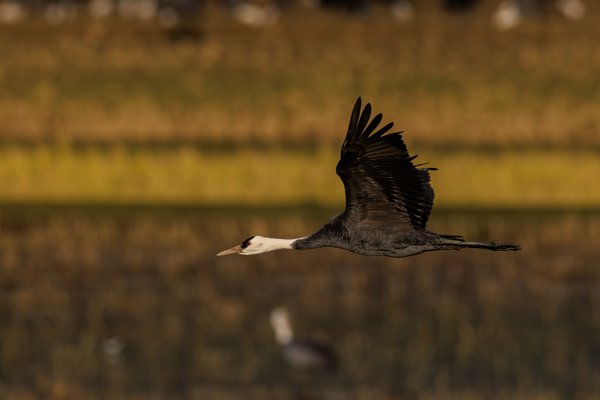 Hooded Crane