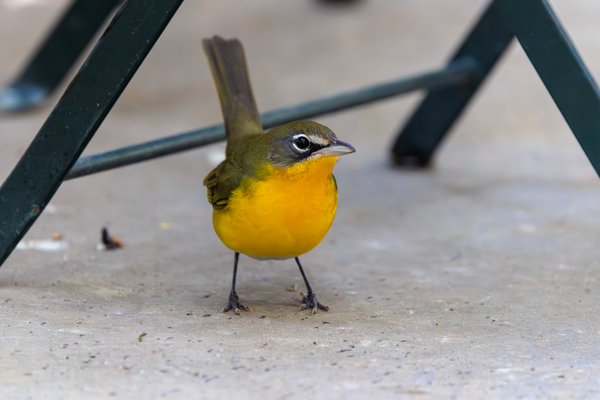 Yellow-breasted Chat