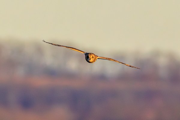 Short-eared Owl