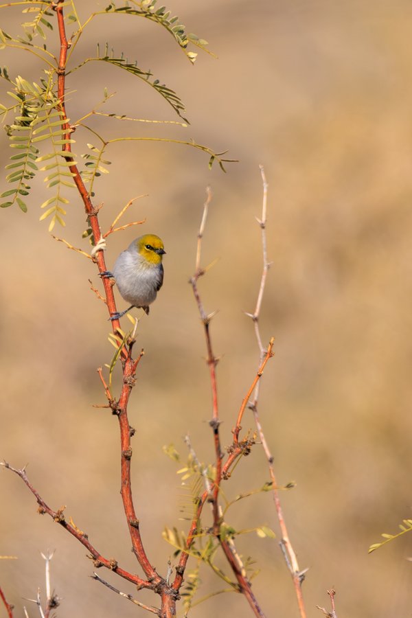 Verdin