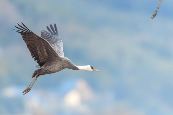 White-naped Crane