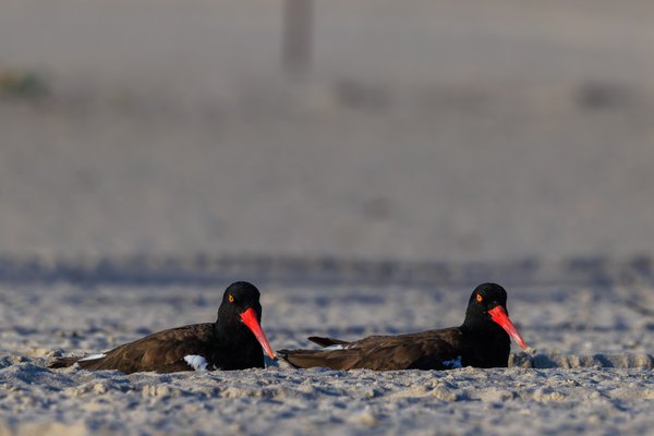 American Oystercatcher