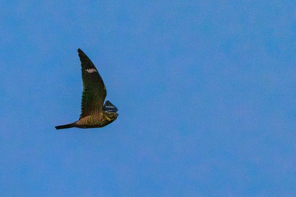 Common Nighthawk
