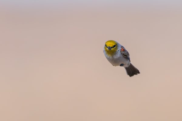 Verdin